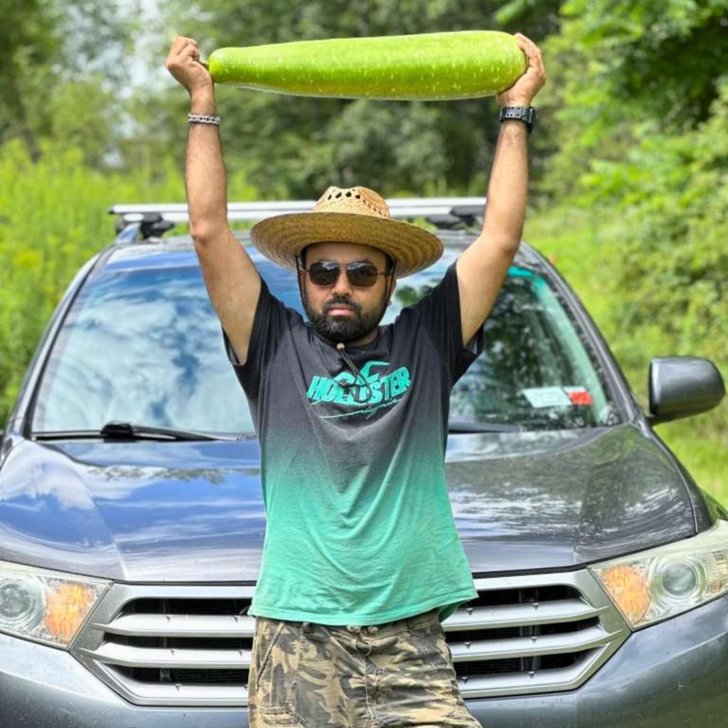 Bottle gourd harvest from home garden field