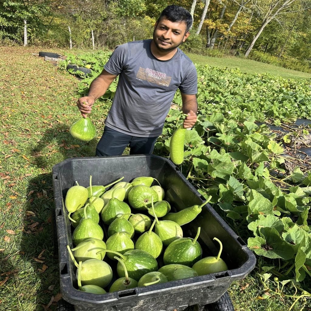 Freshly harvested bottle gourds after home garden harvest