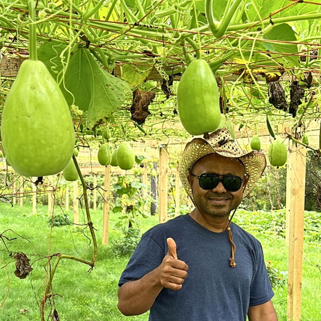 Close-up of young bottle gourd fruits growing on vine
