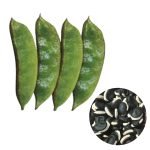 Country Bean Goal Gaddah Seeds specialty climbing bean for USA gardeners