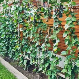 Country Bean Goal Gaddah Seeds purple hyacinth bean vines growing on trellis