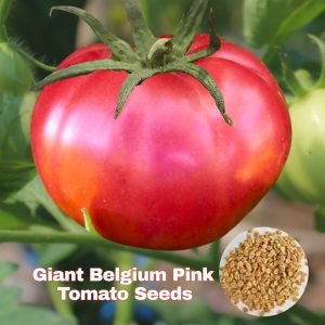 Tomato Belgium Giant Seeds giant pink heirloom tomato growing on vine