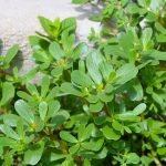 Green Purslane Portulaca oleracea seeds growing succulent edible leaves