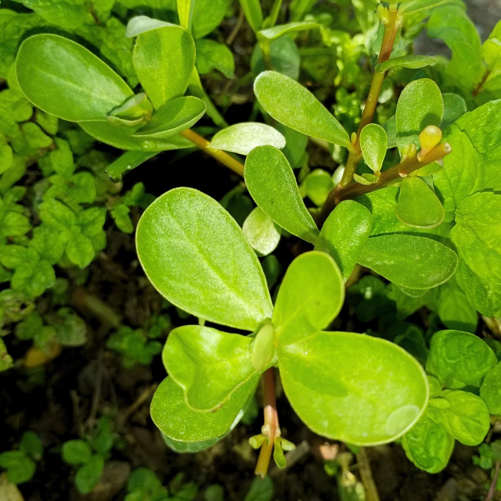 Portulaca oleracea green purslane edible succulent vegetable plant