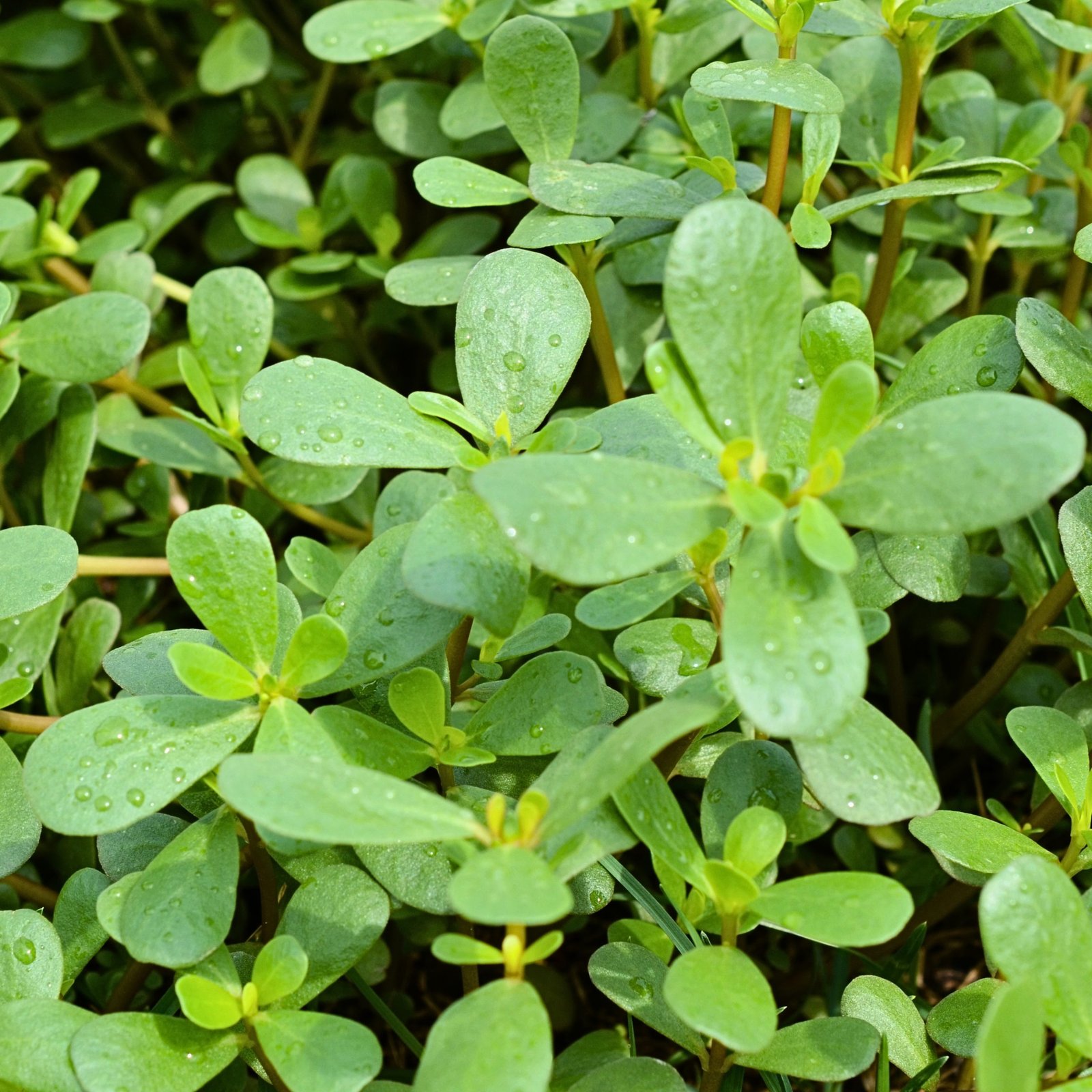 Green purslane microgreen and baby leaf vegetable seed for home gardens, raised beds containers