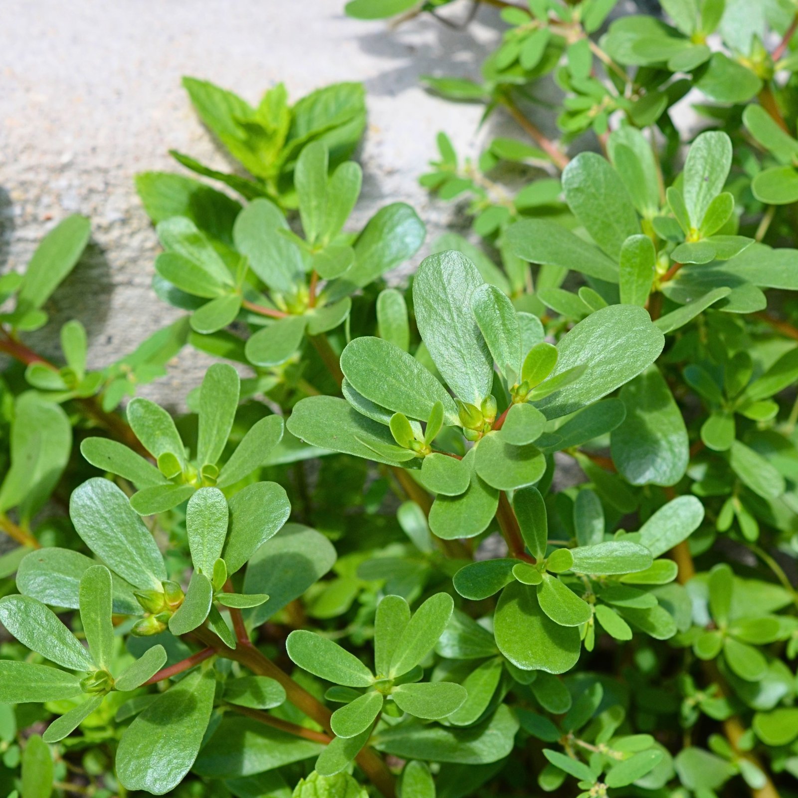 Green Purslane Portulaca oleracea seeds growing succulent edible leaves