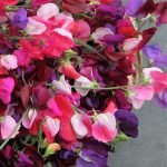 Sweet Pea Heirloom Mix Seeds colorful fragrant heirloom sweet pea flowers