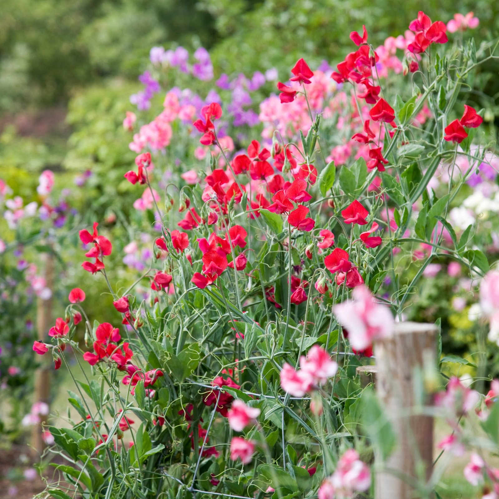 Sweet Pea Heirloom Mix Seeds | Fragrant Lathyrus Odoratus Climbing Annual Flower Seeds for Trellis, Fence, Cut Flowers & Cottage Garden | 5 Grams - Image 3
