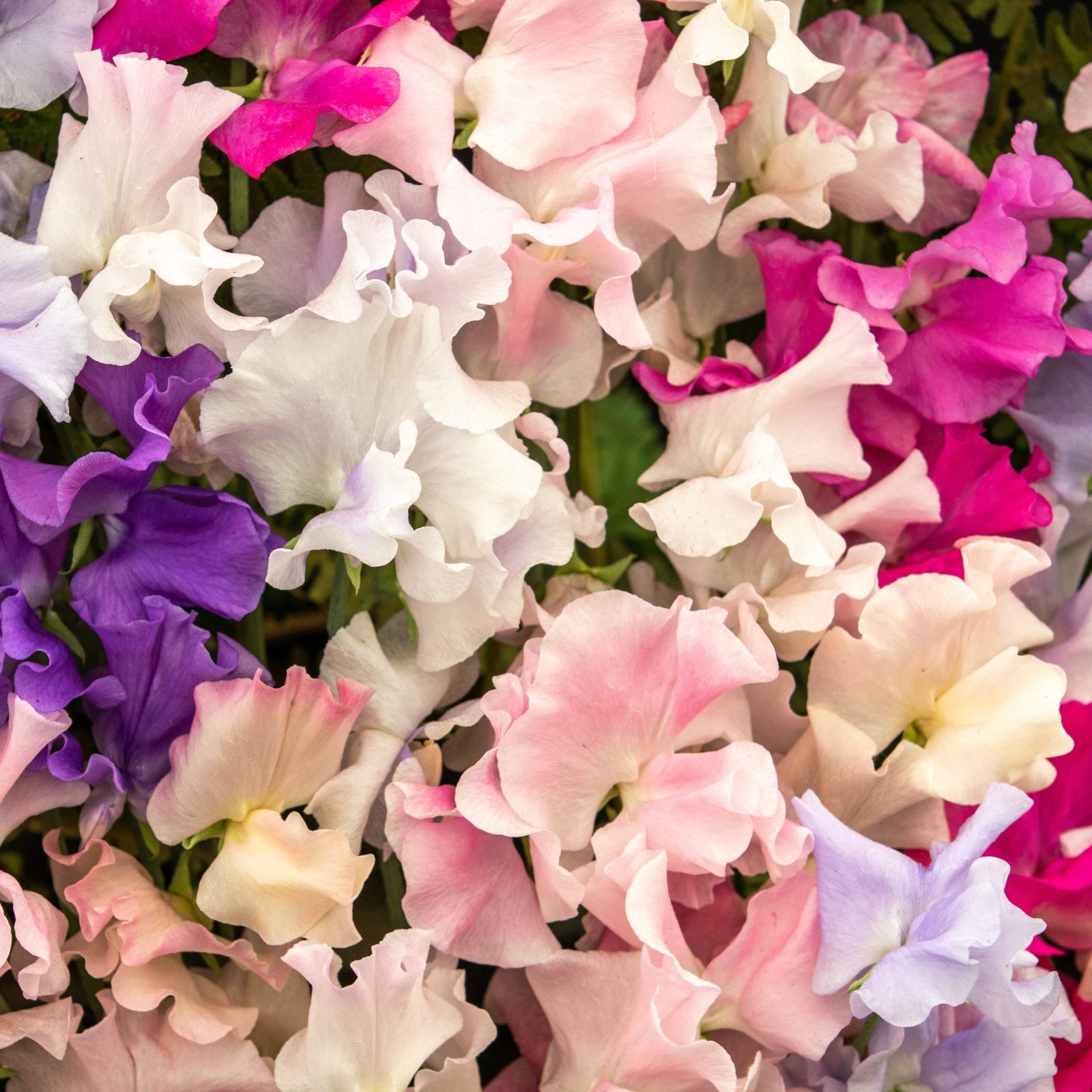 Sweet Pea Heirloom Mix Seeds colorful fragrant heirloom sweet pea flowers, Fragrant Lathyrus odoratus heirloom sweet pea flowers for cut bouquets