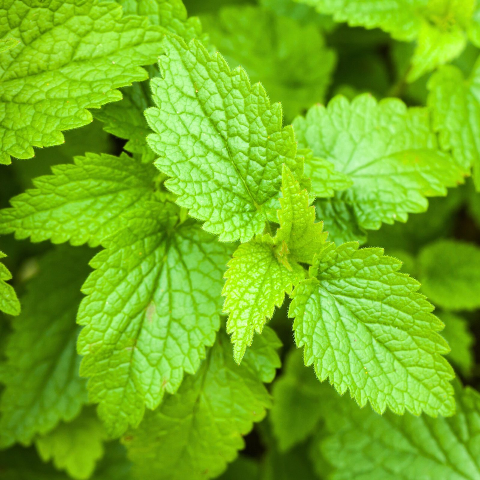 Fresh lemon balm herb growing densely in a home garden bed