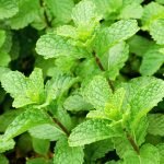Lemon Balm (Melissa officinalis) herb plant close-up with bright green textured leaves