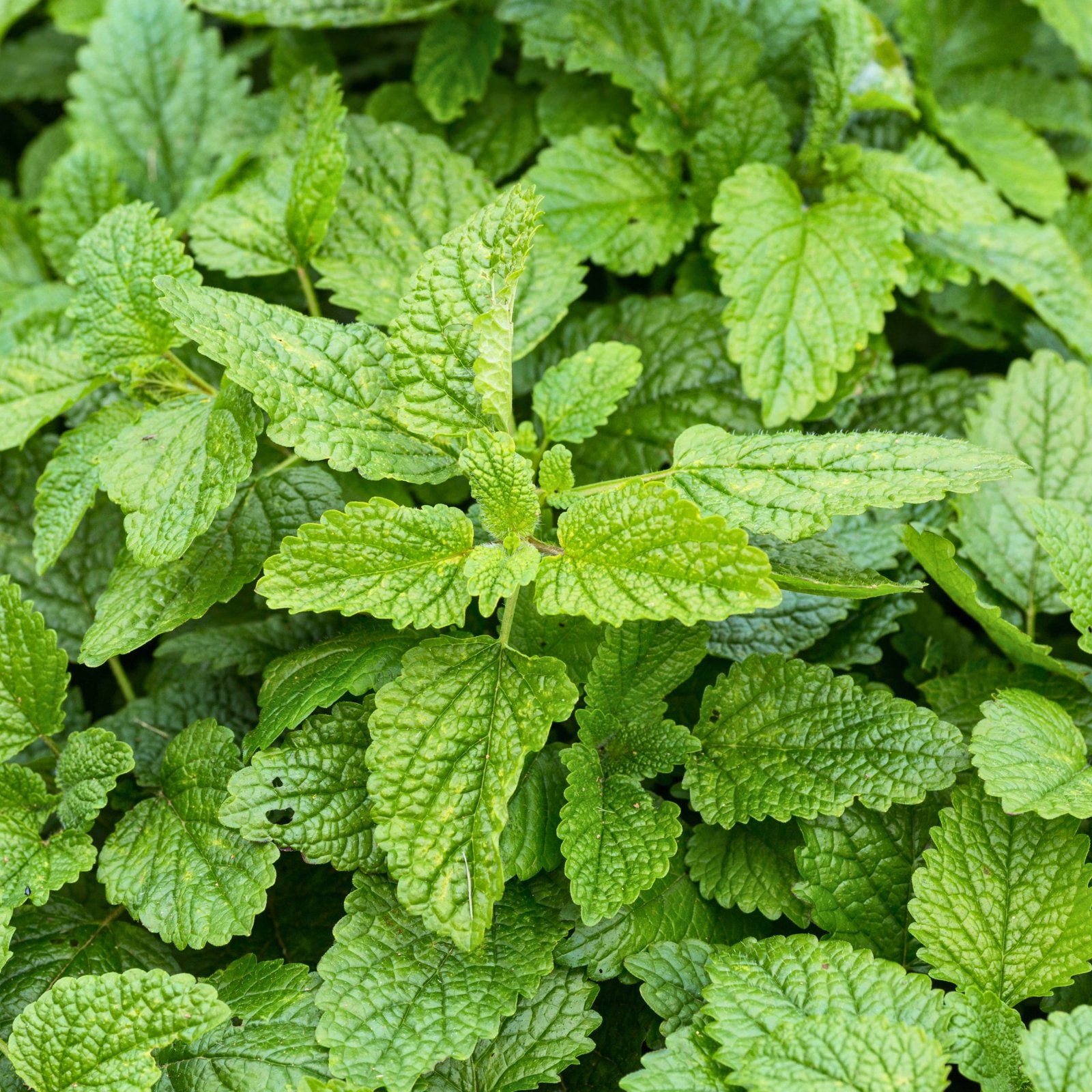 Young lemon balm leaves with lemon-scented culinary herb foliage