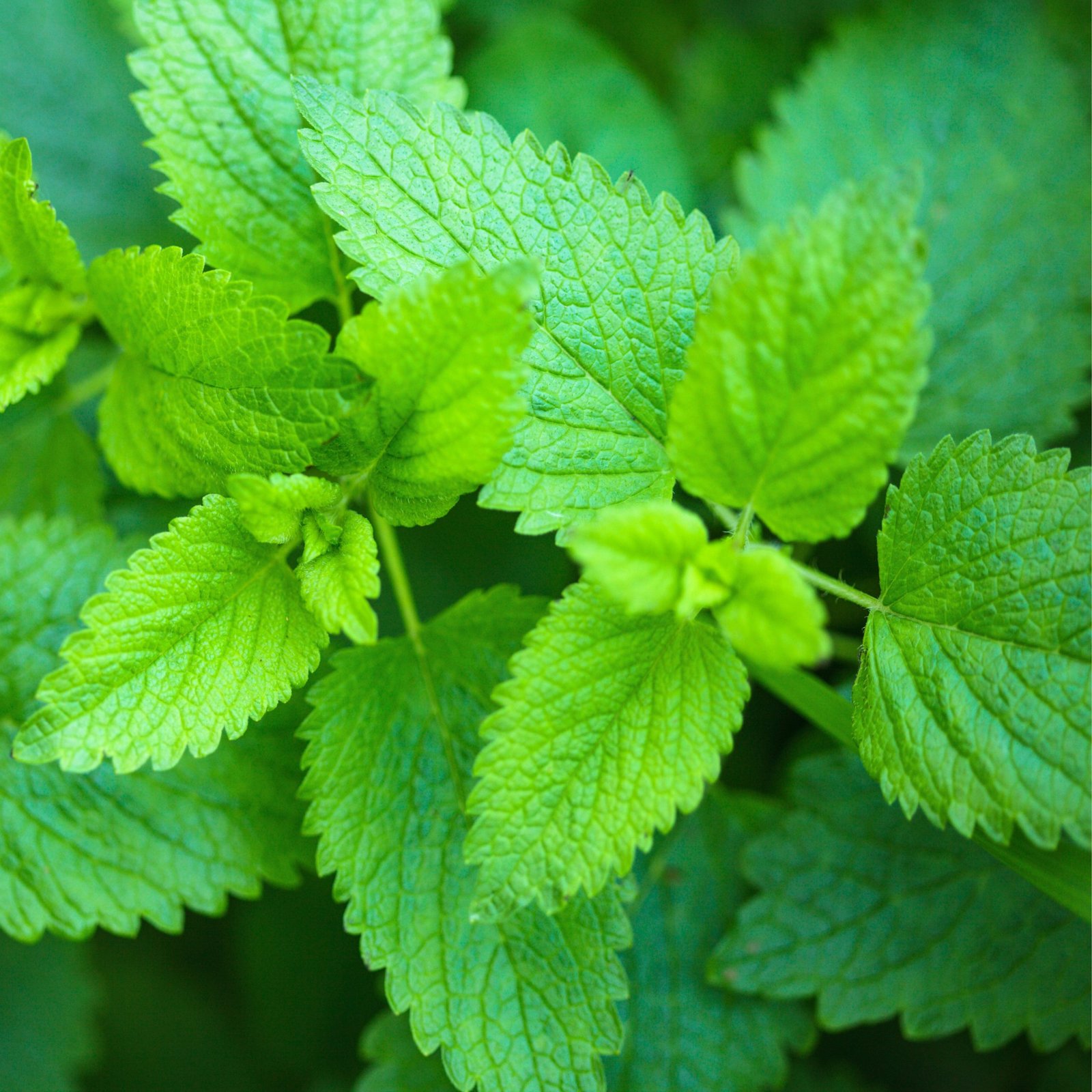 Healthy lemon balm plant with lush green leaves for herb garden planting