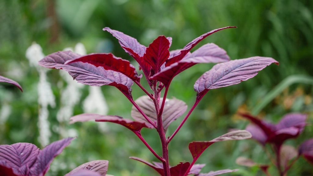 Fresh Red Amaranth Lal Shak bunch (Amaranthus tricolor)