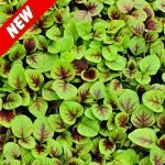 Amaranth Sairoong Chinese Data Green leaf vegetable bunch