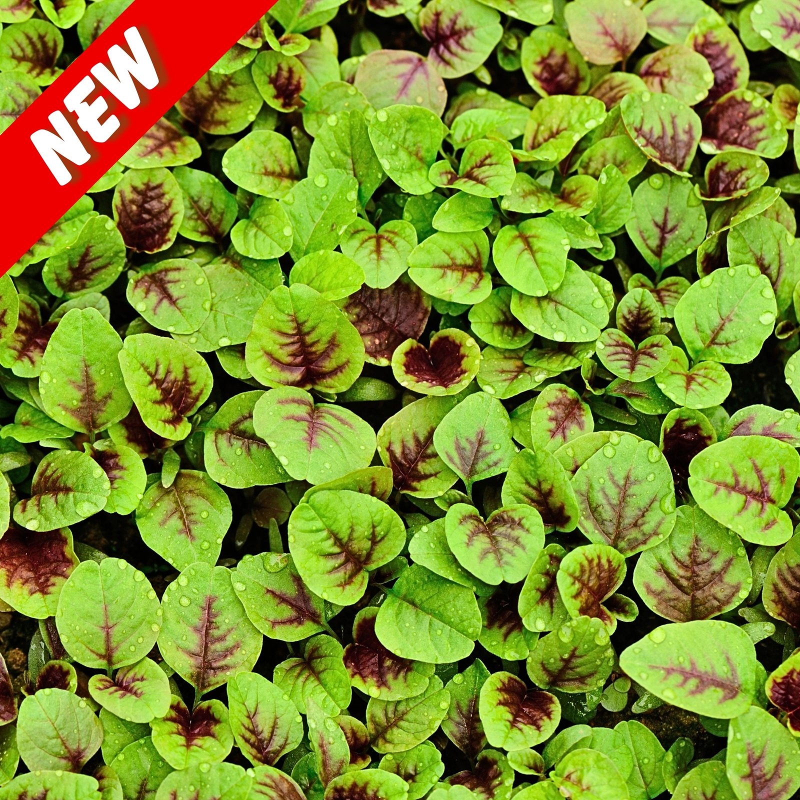 Amaranth Sairoong Chinese Data Green leaf vegetable bunch