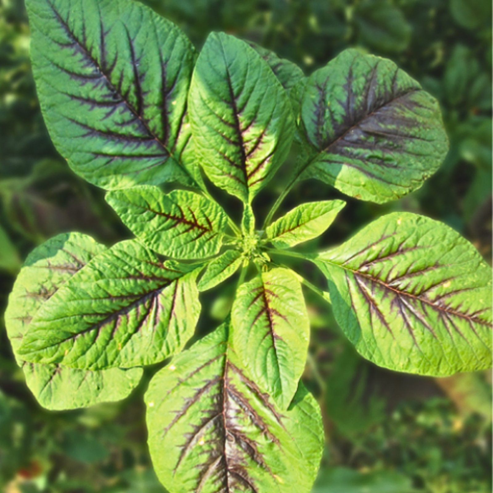 Amaranthus tricolor Amaranth Sairoong young seedlings close-up