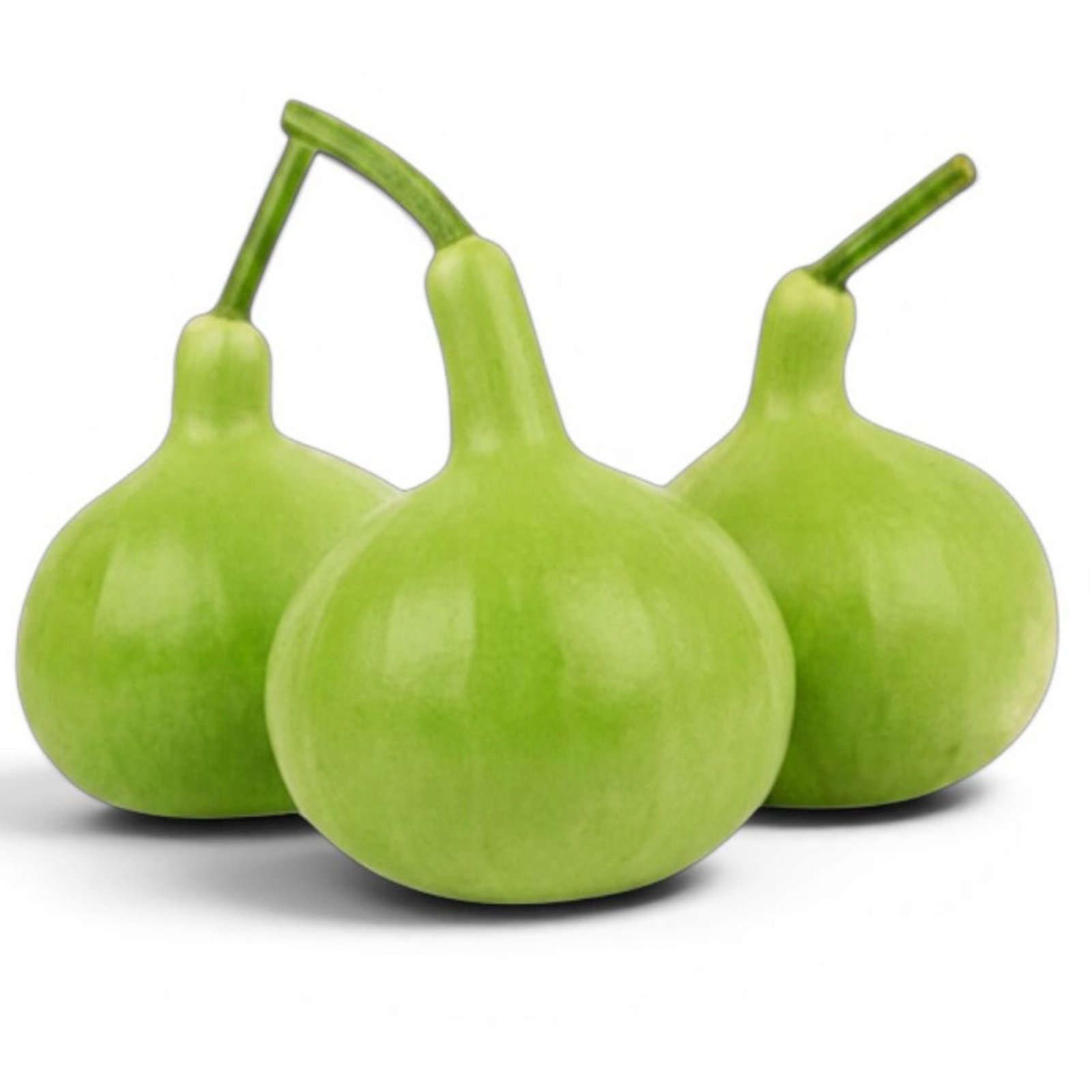 bottle gourd long neck growing on trellis with hanging fruits, green calabash gourd vine plant in home garden setup