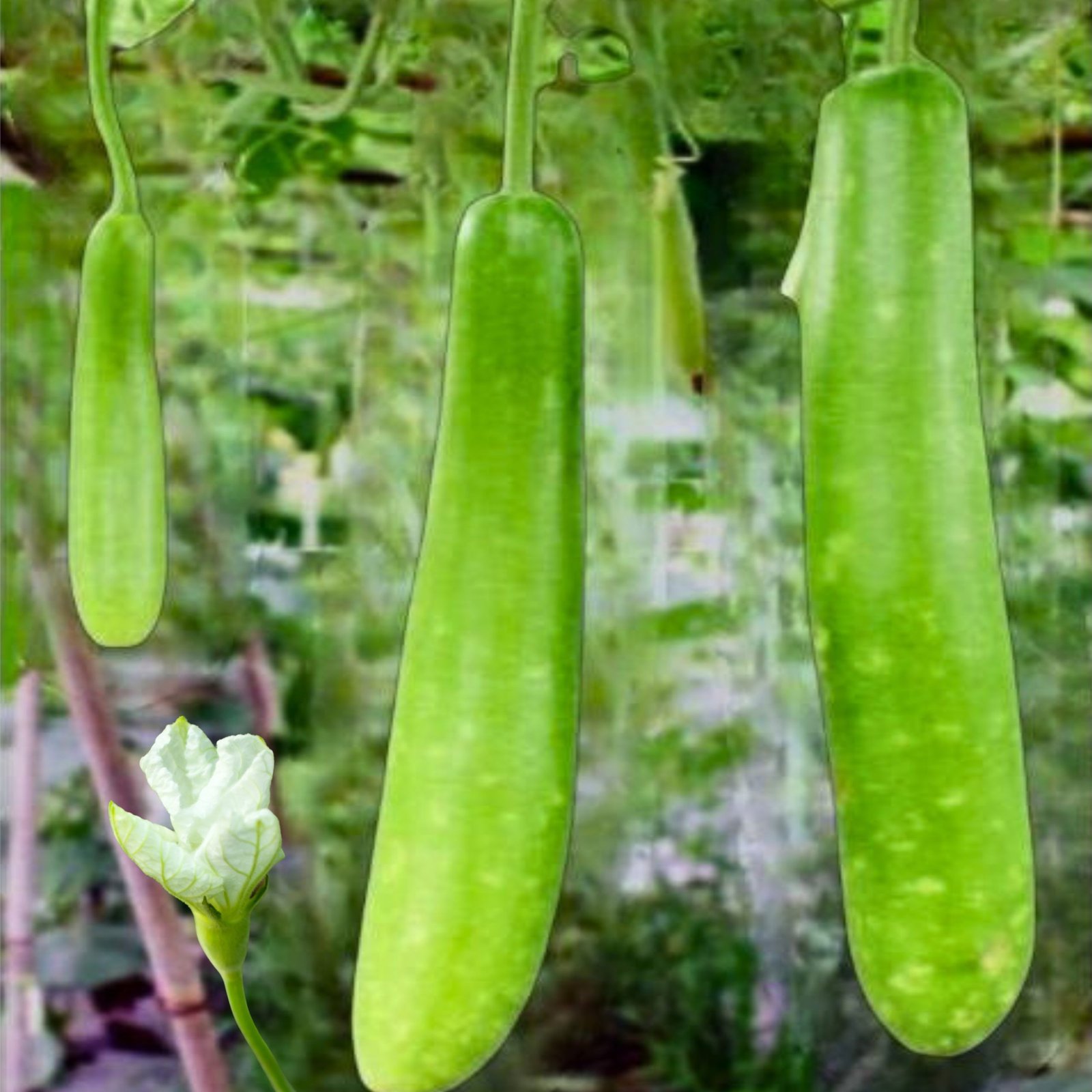 bottle gourd slim angel long cylindrical fruits growing on trellis, lagenaria siceraria slim long bottle gourd vegetable close-up
