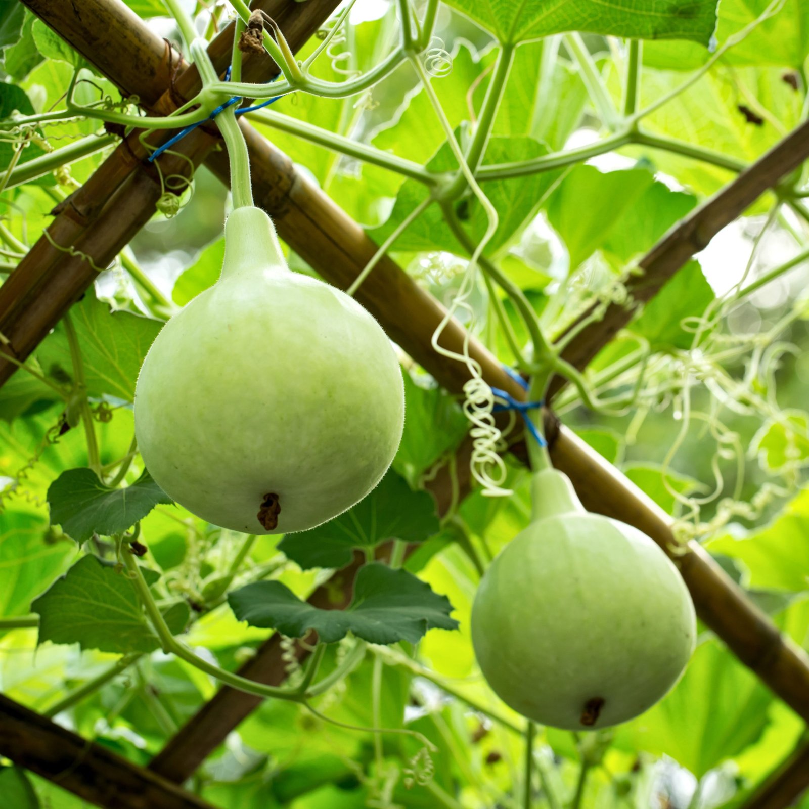 long neck bottle gourd vegetable growing in backyard garden, lagenaria siceraria round long neck gourd fresh harvest close-up