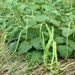 bush bean joy khato borboti long green pods growing in garden, vigorous bush yardlong bean plants with high yield green beans