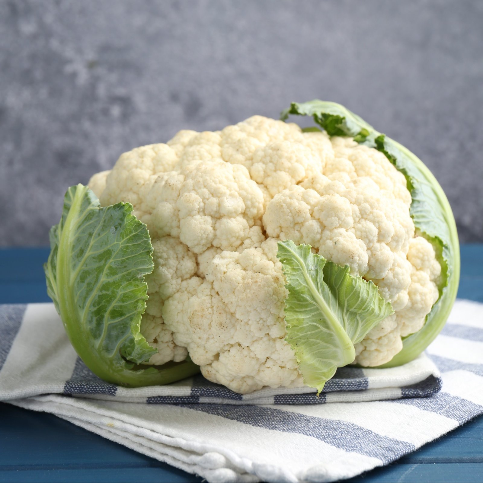cauliflower plant growing outdoor with protected white curd