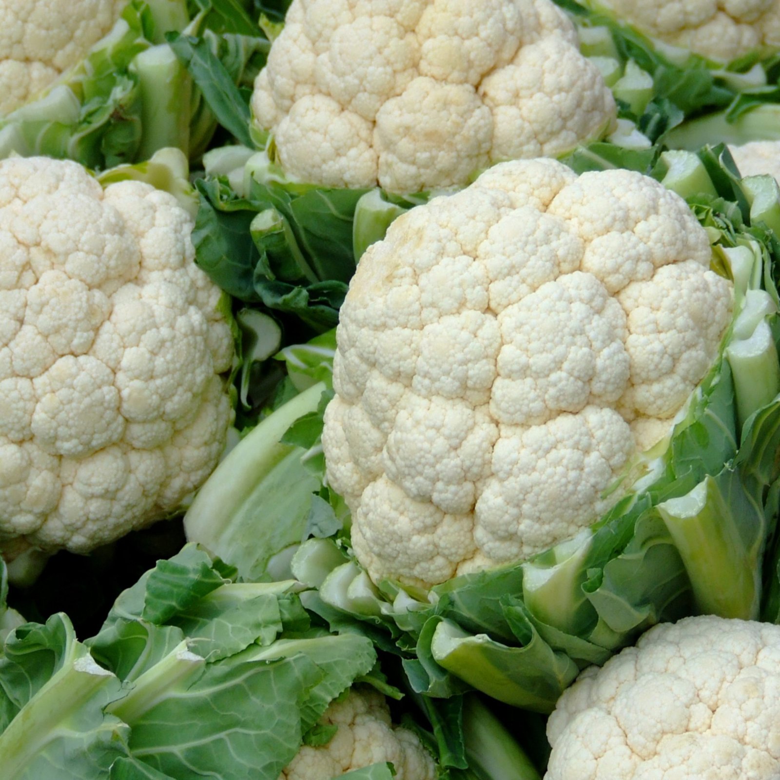 fresh early queen cauliflower white compact head close-up