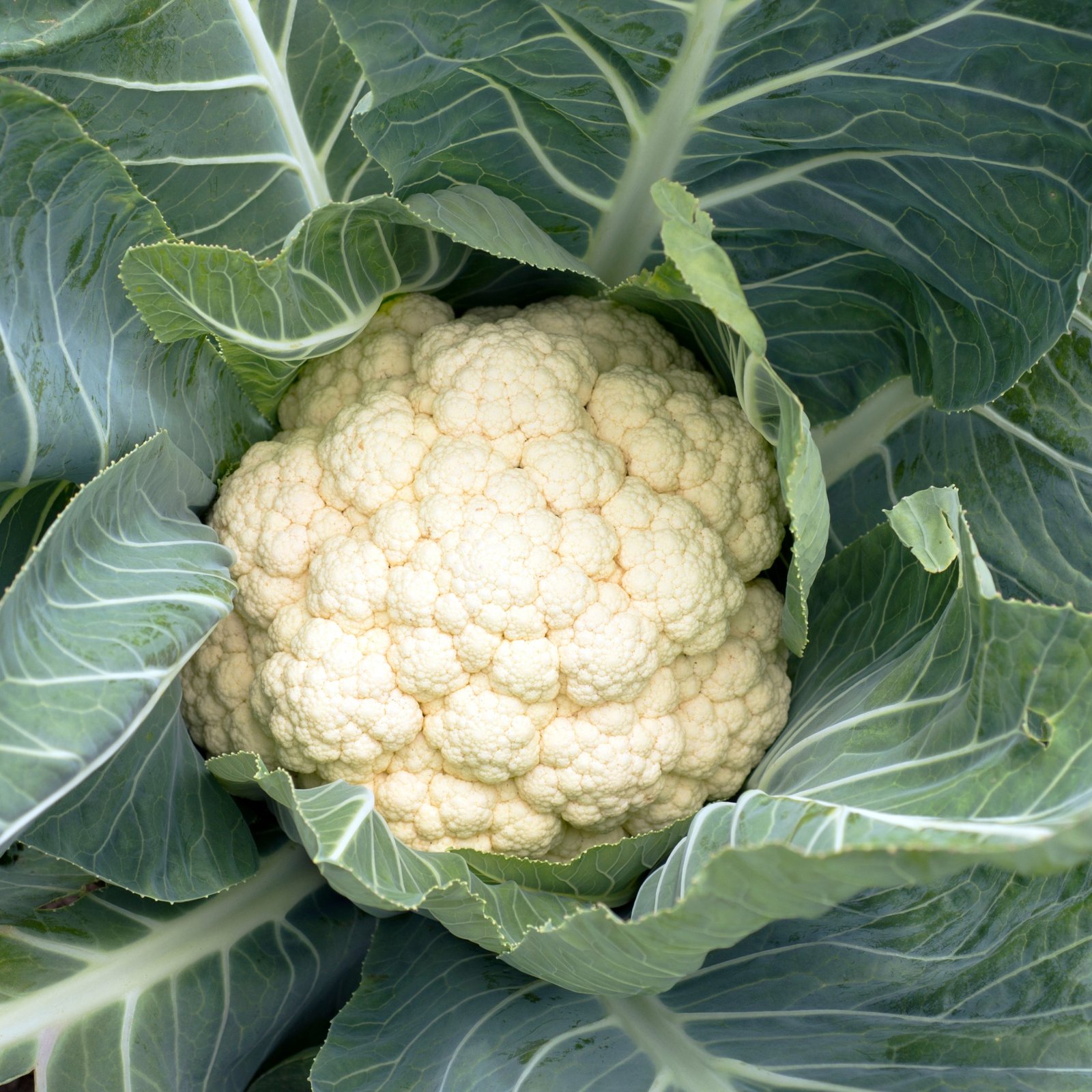 hybrid cauliflower growing in garden bed with green leaves