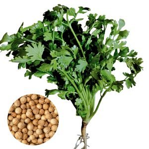 coriander giant king cilantro herb growing fresh green leaves, coriandrum sativum bush type coriander for home gardening