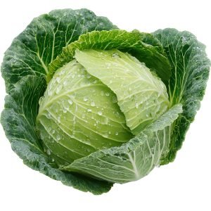 Compact round cabbage ready for harvest