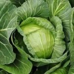 Cabbage MA Hybrid Seeds high-yield, compact green cabbage with firm heads. Ideal for home gardening, raised beds, and cool-season planting in the USA.