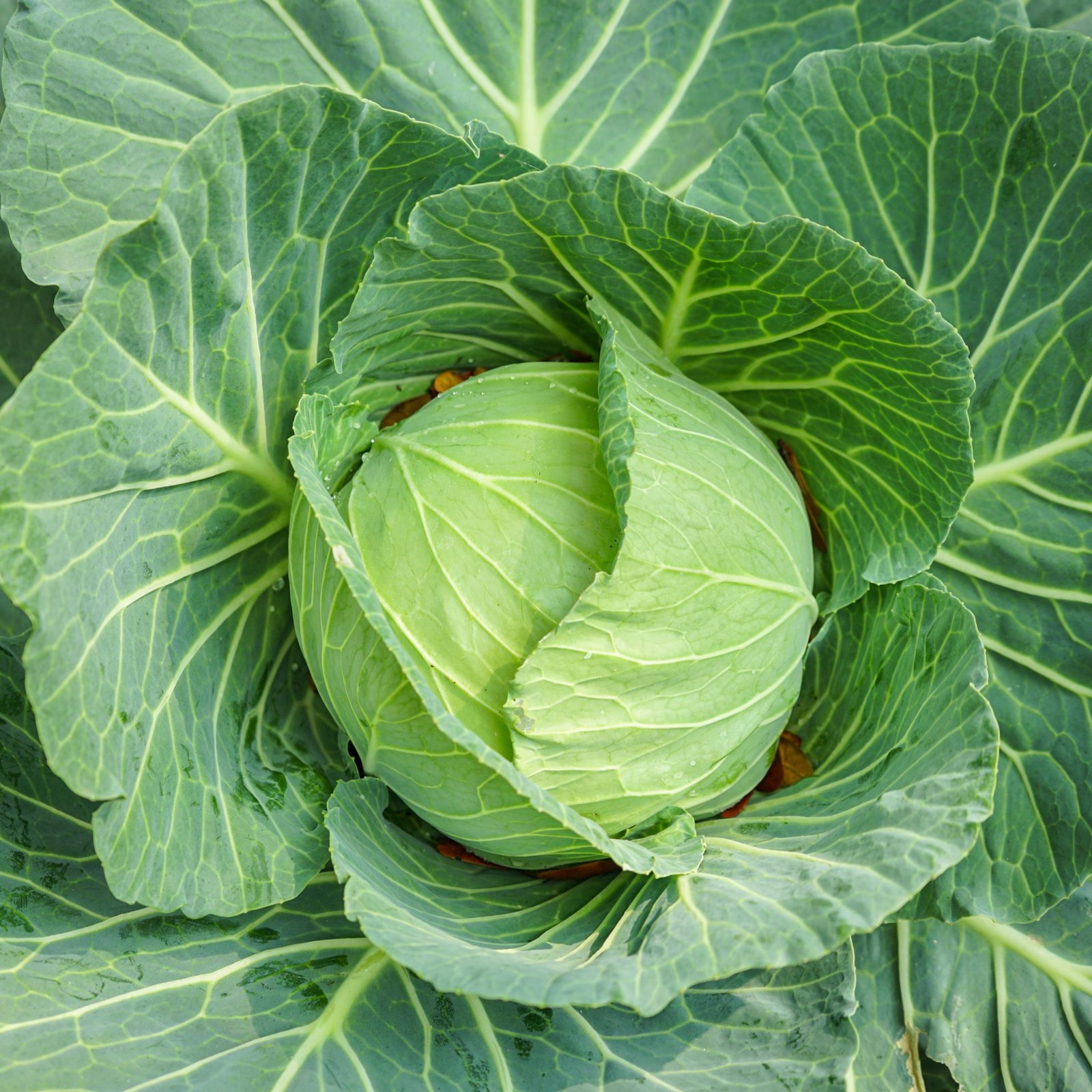 Cabbage MA Hybrid Seeds | High Yield Brassica Oleracea Var. Capitata Hybrid Vegetable Seeds for Planting | 1 Gram - Image 4