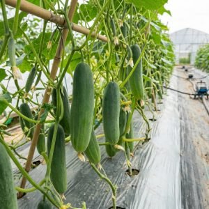 cucumis sativus hybrid cucumber for planting