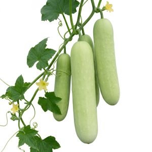 cucumis sativus white cucumber for home garden
