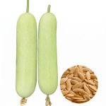 cucumber long white seeds with cylindrical white cucumber fruits, cucumis sativus white cucumber with crisp tender flesh
