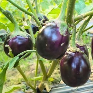eggplant thai tal begun seeds with round purple eggplant fruits, solanum melongena purple brinjal plants with glossy fruits