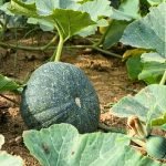 pumpkin sultan hybrid seeds with dark green pumpkin, cucurbita pumpkin seeds for planting