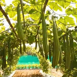 ridge gourd ma super seeds with light green fruits