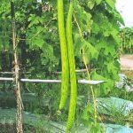sponge gourd extra long seeds with giant green fruits, luffa cylindrica vegetable plant in home garden