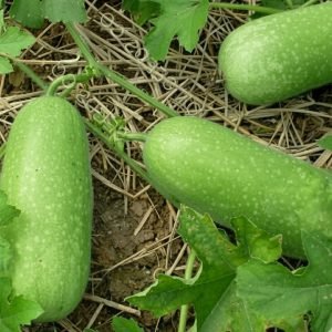 wax gourd thai baby doll seeds growing on vine, benincasa hispida wax gourd variety