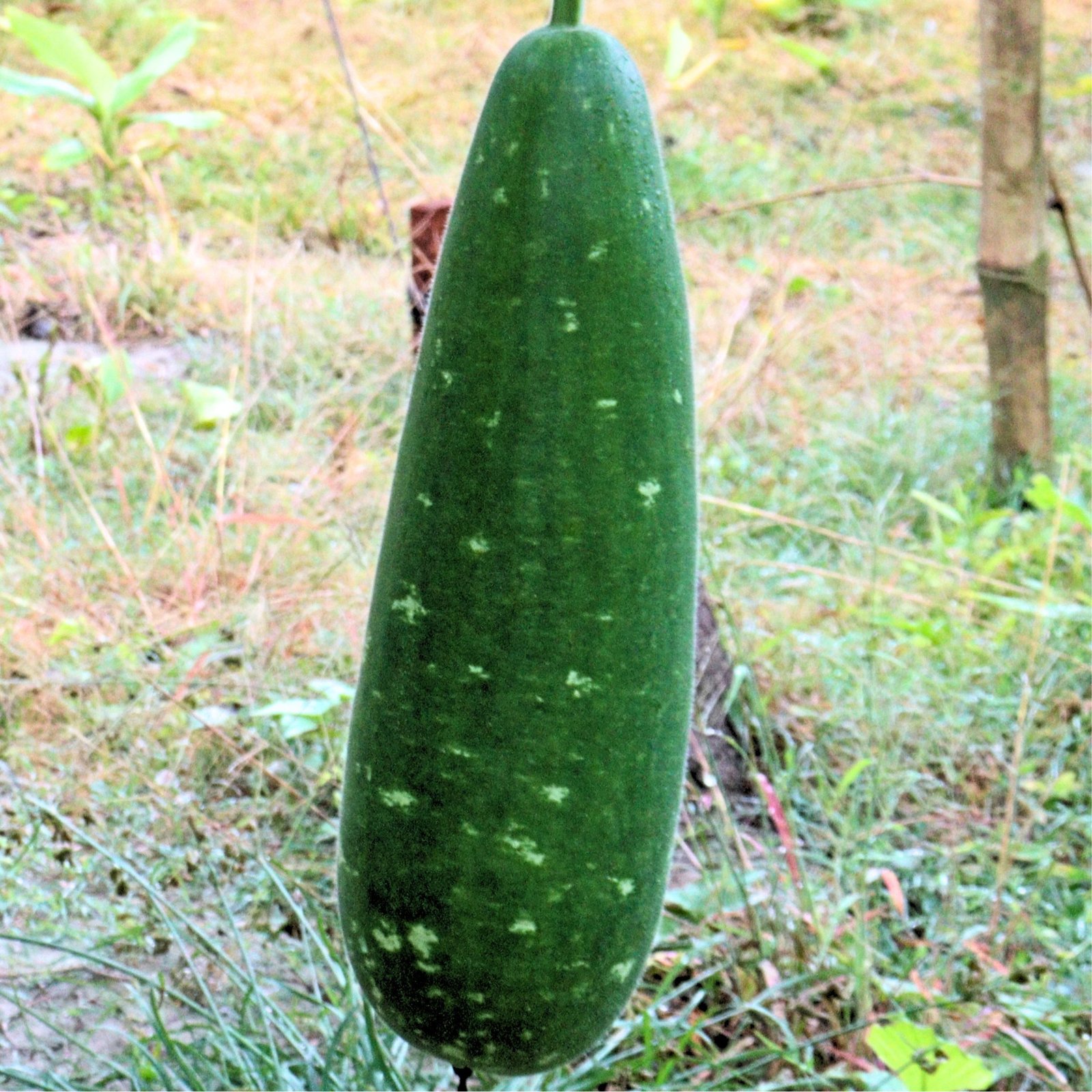 Bottle Gourd Seeds, Dark Green Bottle Gourd, White Spotted Calabash, Calabash Seeds