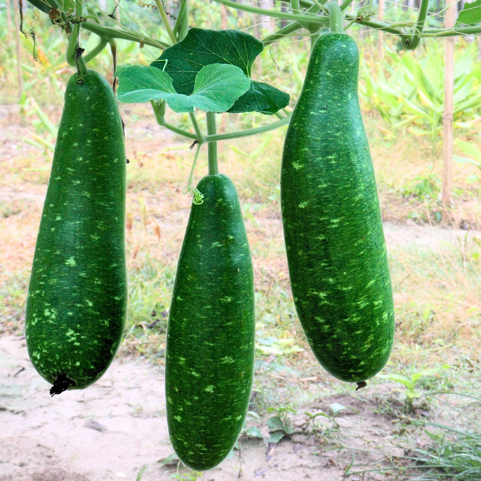 Bottle Gourd Dark Green Seeds producing dark green white-spotted calabash fruits growing on vigorous vines in garden trellis system