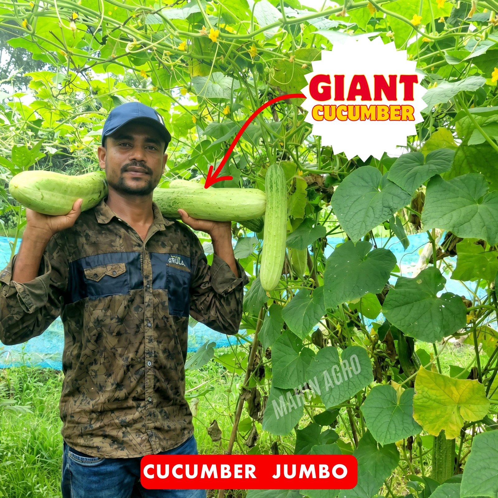 • Cucumber Jumbo Seeds – giant cucumber held on shoulder showing full size