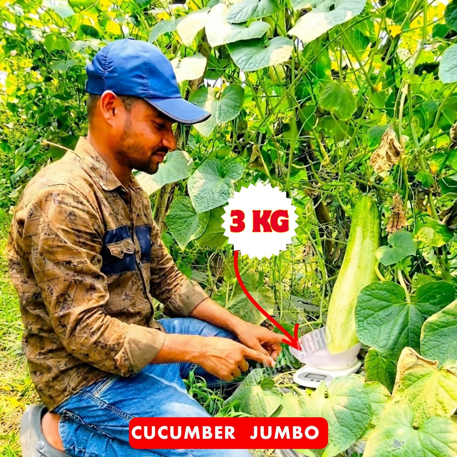 • Cucumber Jumbo Seeds – 3 kg cucumber being weighed on digital scale