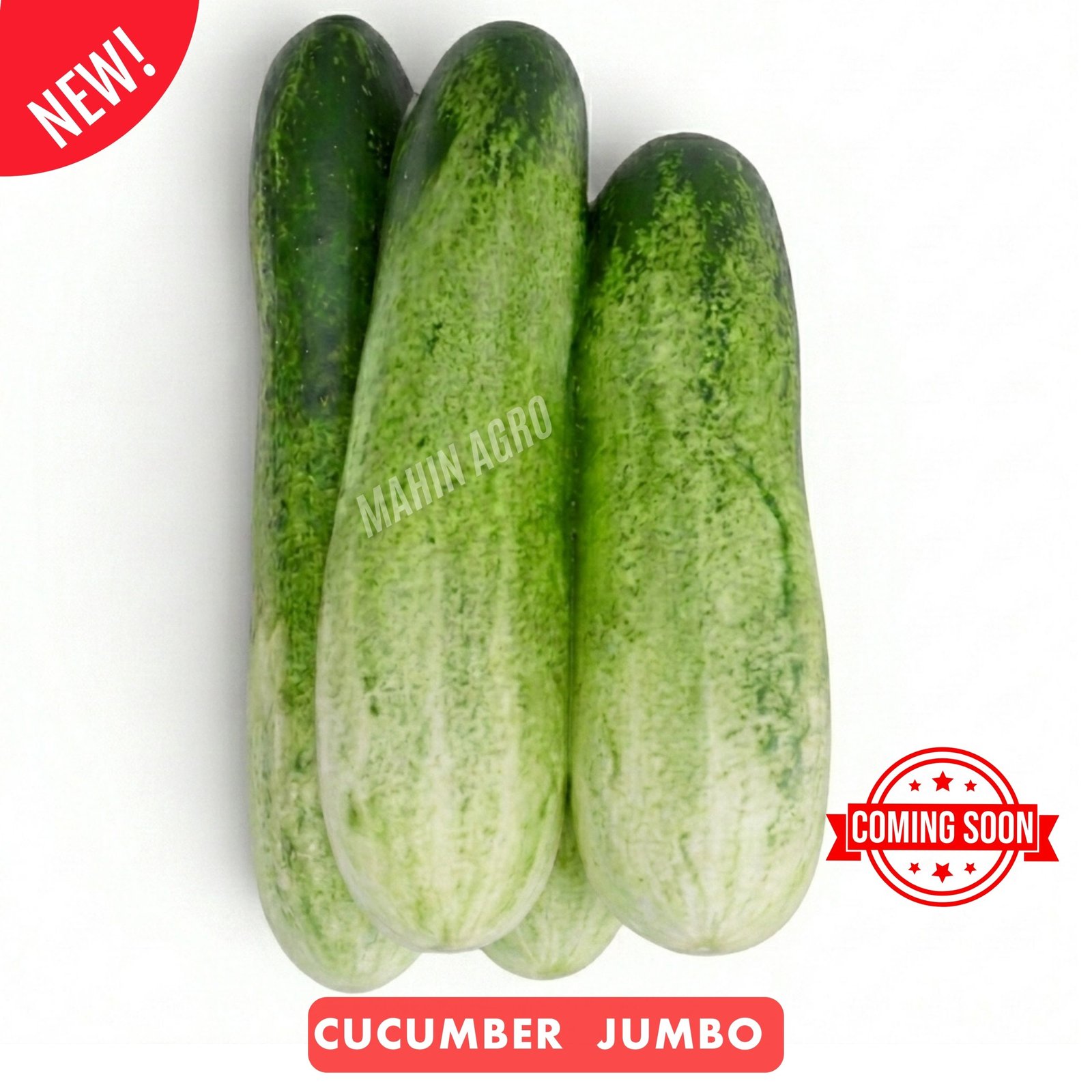 • Cucumber Jumbo Seeds – harvested Non-GMO jumbo cucumbers ready for kitchen use
