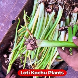 • Kochur Loti taro stolon bundle ready for home garden planting