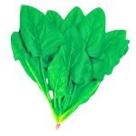 Thai Dragon Spinach dark green leafy vegetable, Fast growing Asian spinach variety premium leafy vegetable for home garden growing