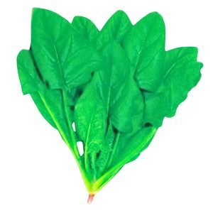 Thai Dragon Spinach dark green leafy vegetable, Fast growing Asian spinach variety premium leafy vegetable for home garden growing