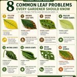 8 Common Leaf Problems